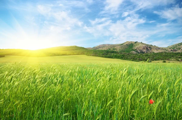 Prato verde primaverile in montagna . — Foto Stock