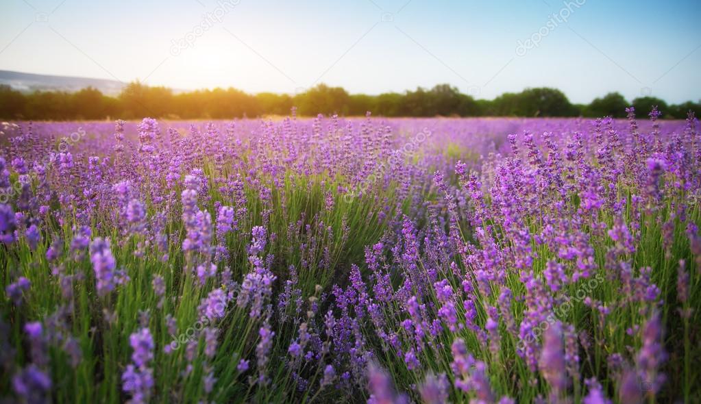 Lavender beautiful meadow. 