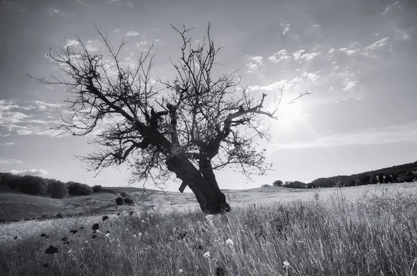 Árbol muerto solitario . —  Fotos de Stock