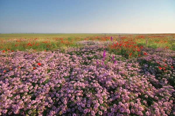 Lentebloemen in weide. — Stockfoto