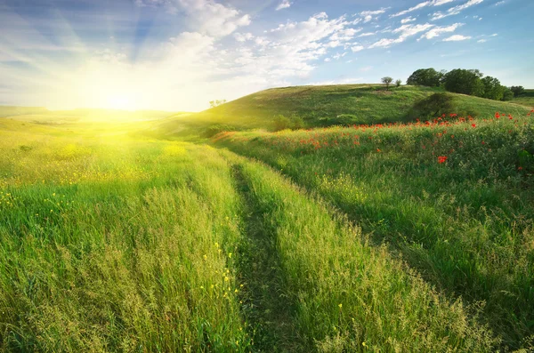 Lane in meadow — Stock Photo, Image