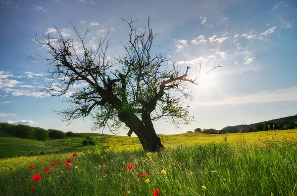 Hayat olmak istiyorum — Stok fotoğraf