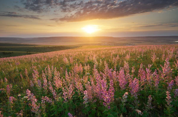 Pré printanier de fleurs . — Photo