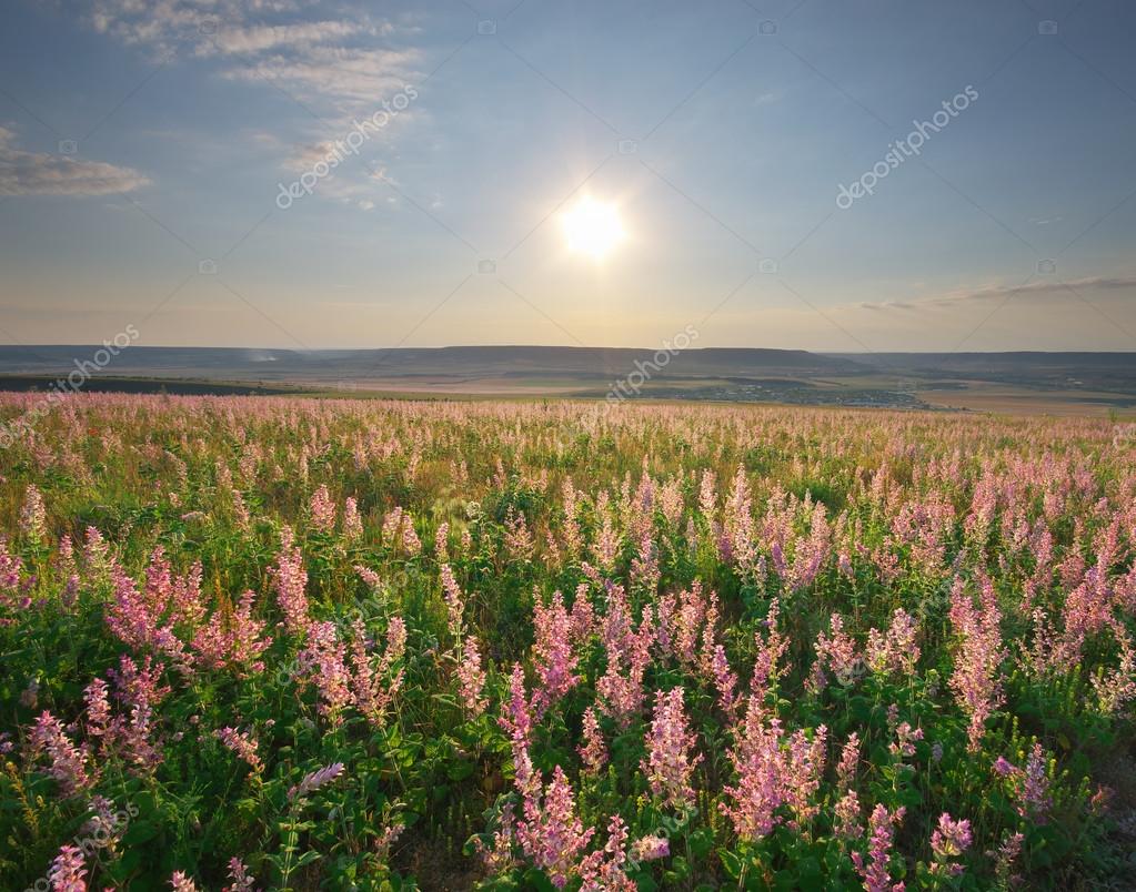 prato di fiori di primavera. composizione della natura — Foto Stock ... prato di fiori di primavera. composizione della natura — Foto Stock ...