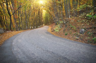 sonbahar ahşap yol. 