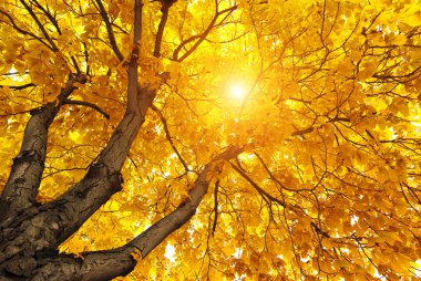 büyük ağacın altında.