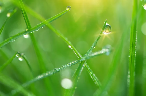 露水的宏. — 图库照片