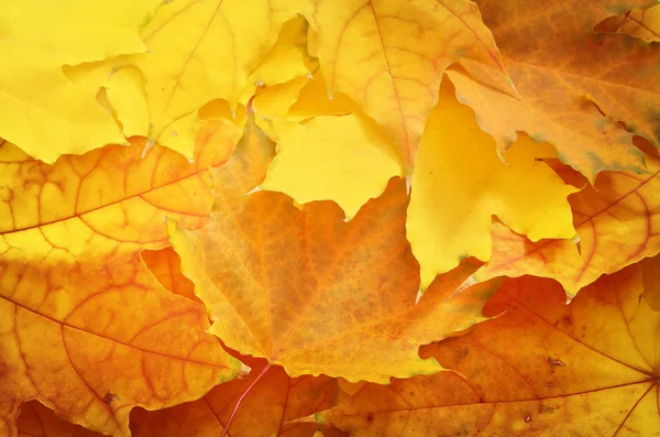 Textura da folha de outono . — Fotografia de Stock