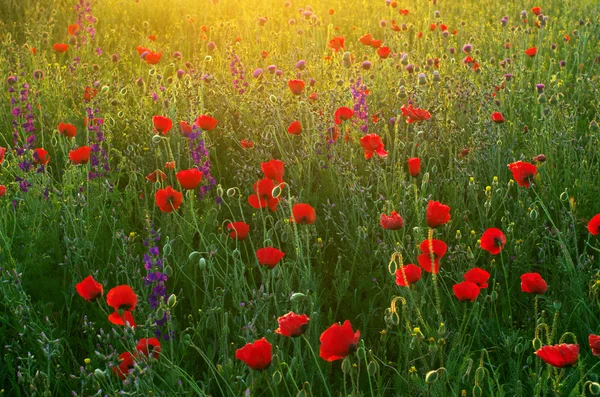 Prato di papaveri e sole . — Foto Stock