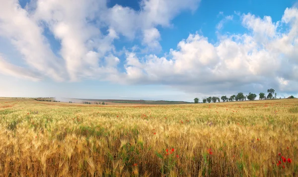 Луг пшеничної перорами — стокове фото