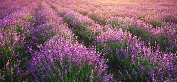 Lavender nature texture. — Stock Photo, Image