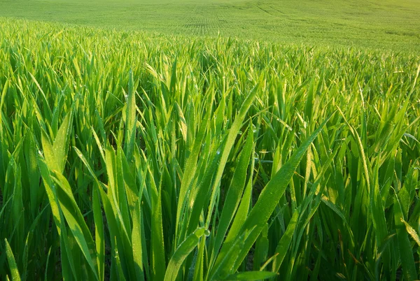 Textura de hierba verde . — Foto de Stock