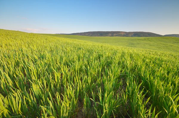 Soluppgång i grean äng. — Stockfoto