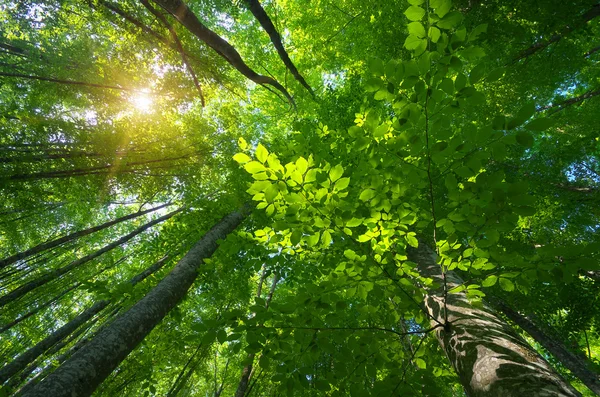 In den Wald. — Stockfoto