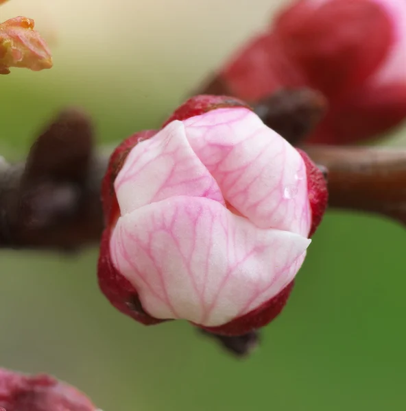봄 자연 꽃 봉 오리. — 스톡 사진