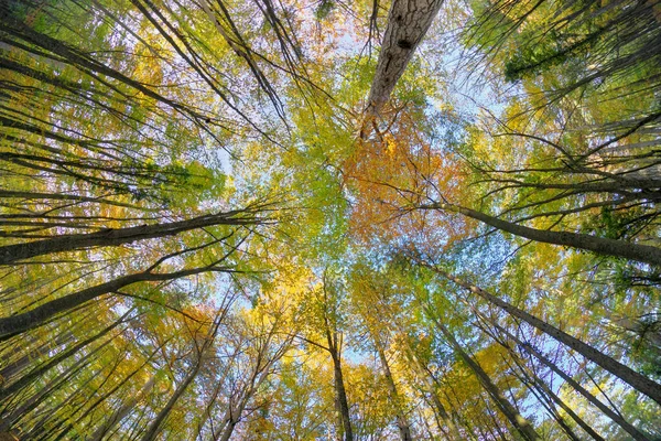 Den Herbstlichen Wald Zusammensetzung Der Natur — Stockfoto