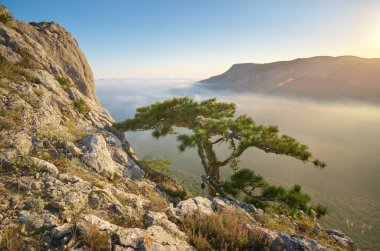 Kenardaki ladin. Doğanın bileşimi.
