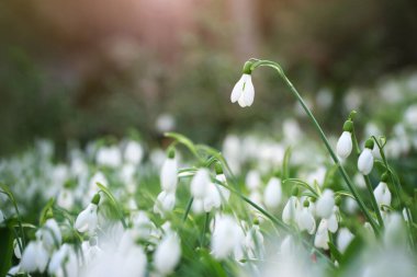 Ormanda kar fırtınası. Bahar doğası bileşimi.