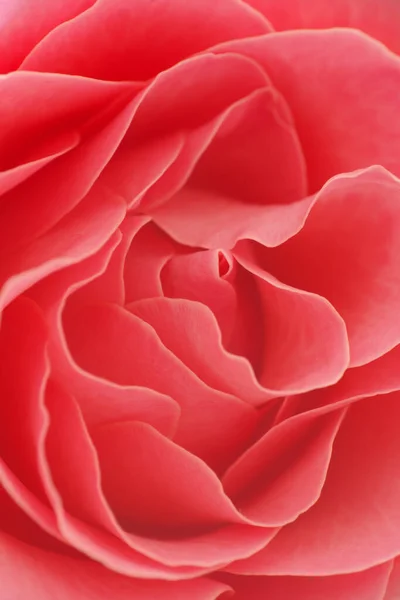 Rose Cerca Naturaleza Composición Macro —  Fotos de Stock