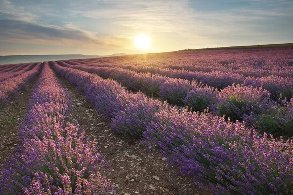 Äng Lavendel Vid Soluppgången Naturens Sammansättning — Stockfoto