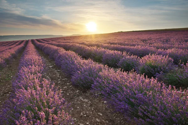 Prato Lavanda All Alba Composizione Della Natura — Foto Stock