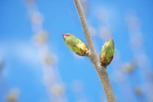 Gemme Primaverili Lilla Composizione Della Natura — Foto Stock