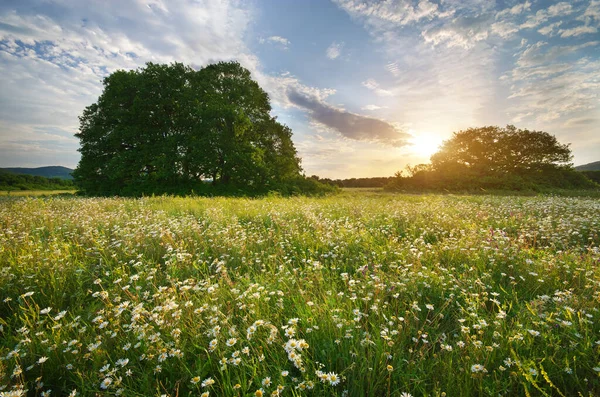 日出时分 山上美丽的甘美草甸 自然景观构成 — 图库照片