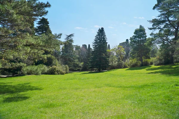 Park Green Grass Pine Forest — Stock Photo, Image