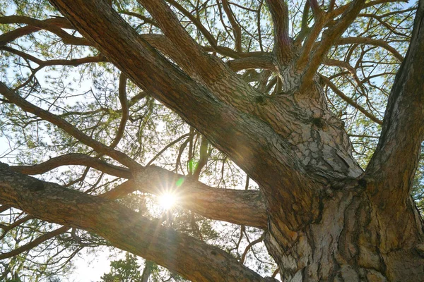 Les Branches Des Arbres Soleil Brillent Vue Bas Sur Couronne — Photo