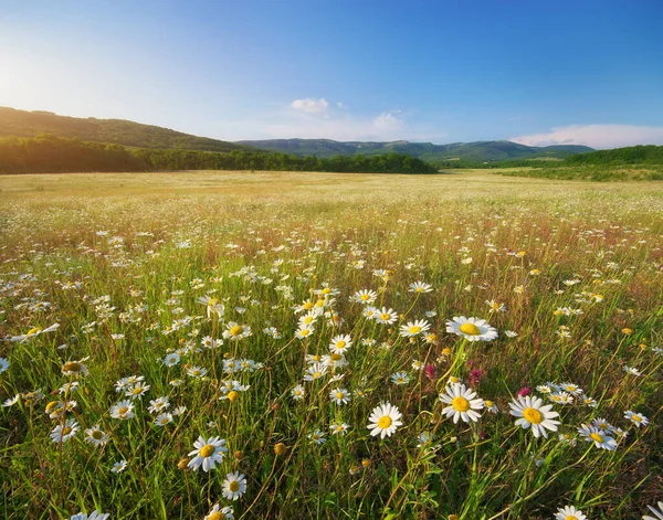 Belle Prairie Camomille Montagne Coucher Soleil Nature Paysage Composition — Photo