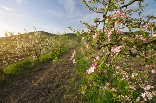 Jabloň Zahradě Jarní Přírodní Skladba — Stock fotografie