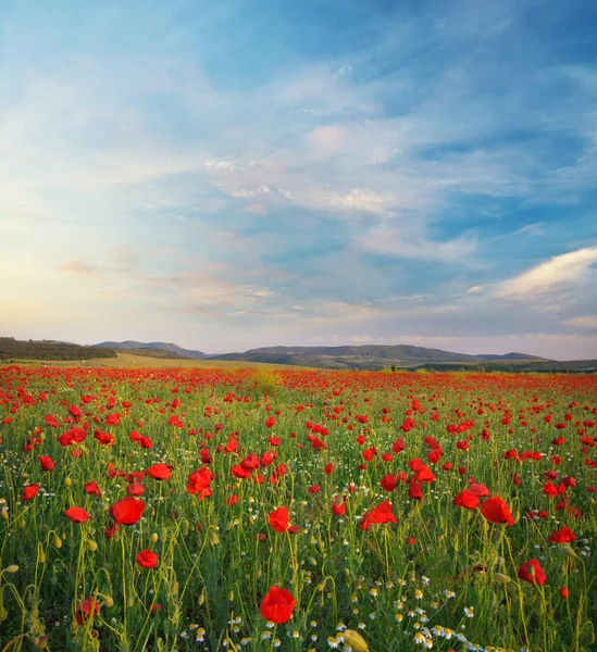 Prairies Coquelicots Paysage Printanier Composition Naturelle — Photo