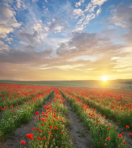 Rows Poppies Flowers Sunset Agricultural Landscape Nature Composition — Stock Photo, Image