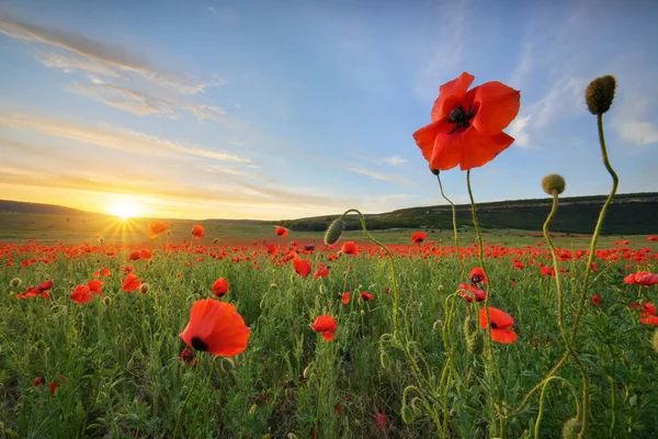 Poppies Field Sunset Nature Composition Red Poppy Flower Portrait Green — Stock Photo, Image