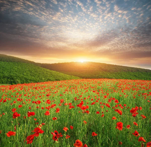 Spring Meadow Poppies Sunset Nature Landscape Composition — Stock Photo, Image