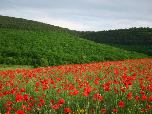 Primavera Prado Amapolas Naturaleza Paisaje Composición — Foto de Stock