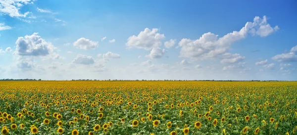 Panorama Sunflowers Meadow Composition Nature — Stock Photo, Image