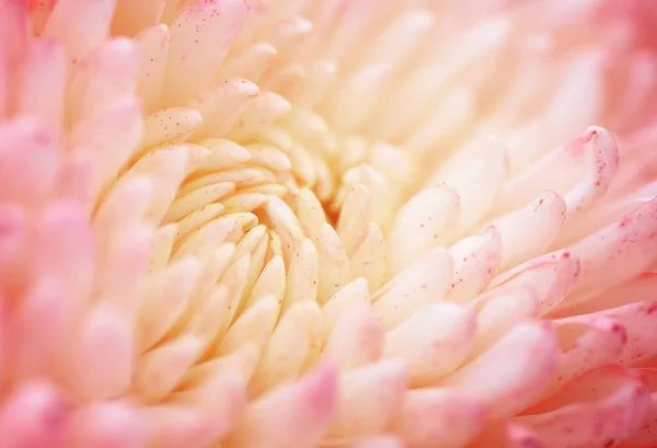 Chrysanthemum Flower Macro Shot Color Flower Background — Stock Photo, Image