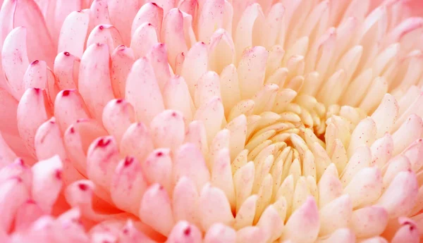 Chrysanthemum Flower Macro Shot Color Flower Background — Stock Photo, Image
