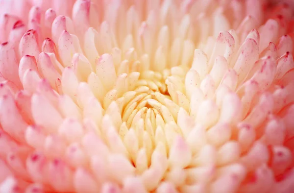 Chrysanthemum Flower Macro Shot Color Flower Background — Stock Photo, Image