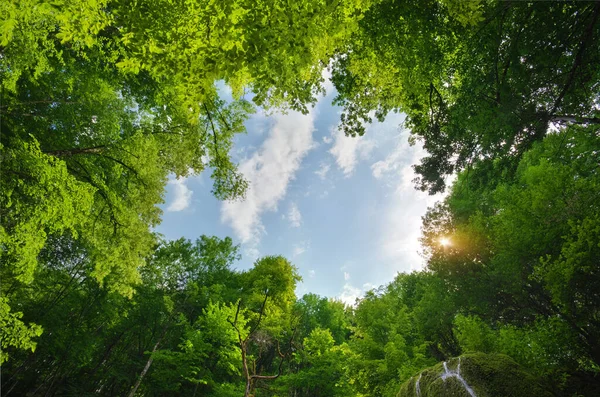 Grüner Naturrahmen Aus Frühlingsholz Naturlandschaft — Stockfoto