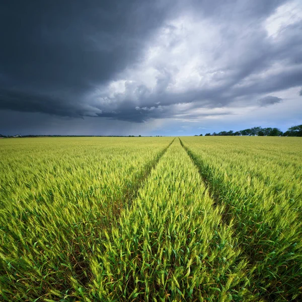 Meadow Wheat Harvest Rainy Clouds Sky Nature Composition — Stock Photo, Image