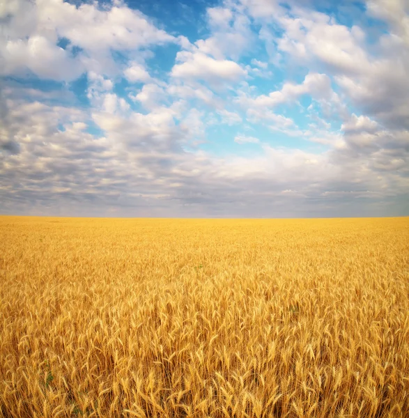 Луг пшеницы . — стоковое фото