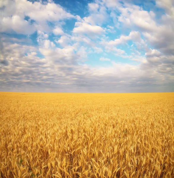 Meadow of wheat. — Stock Photo, Image