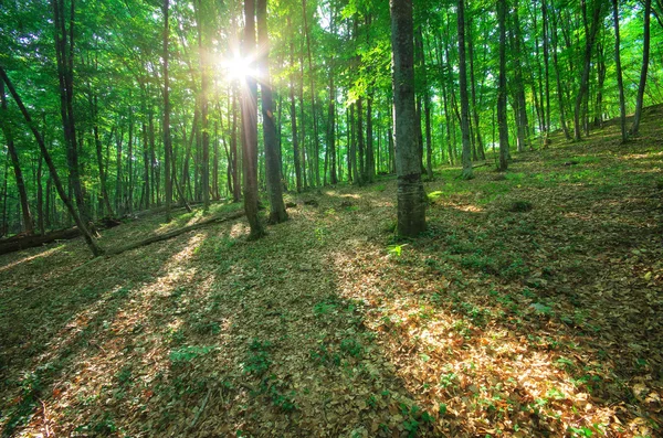 Luz solar na floresta . — Fotografia de Stock