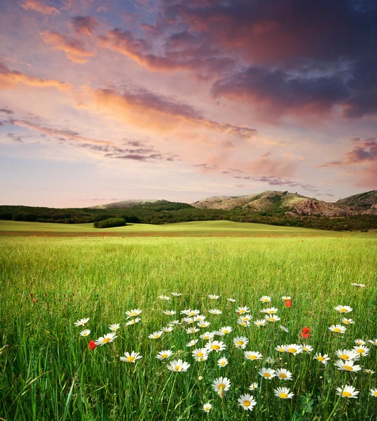 美丽的草甸景观 — 图库照片