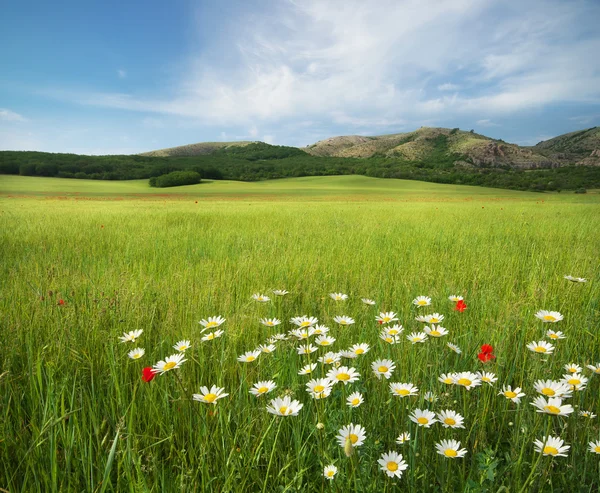 Beautiful meadow landscape — Stock Photo, Image