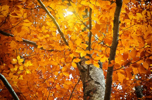 Herbstbaum — Stockfoto