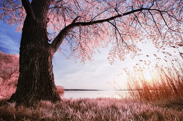 Vårens natur — Stockfoto