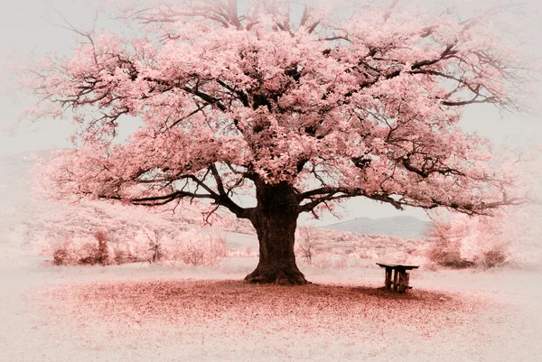 Infrared big tree — Stock Photo, Image